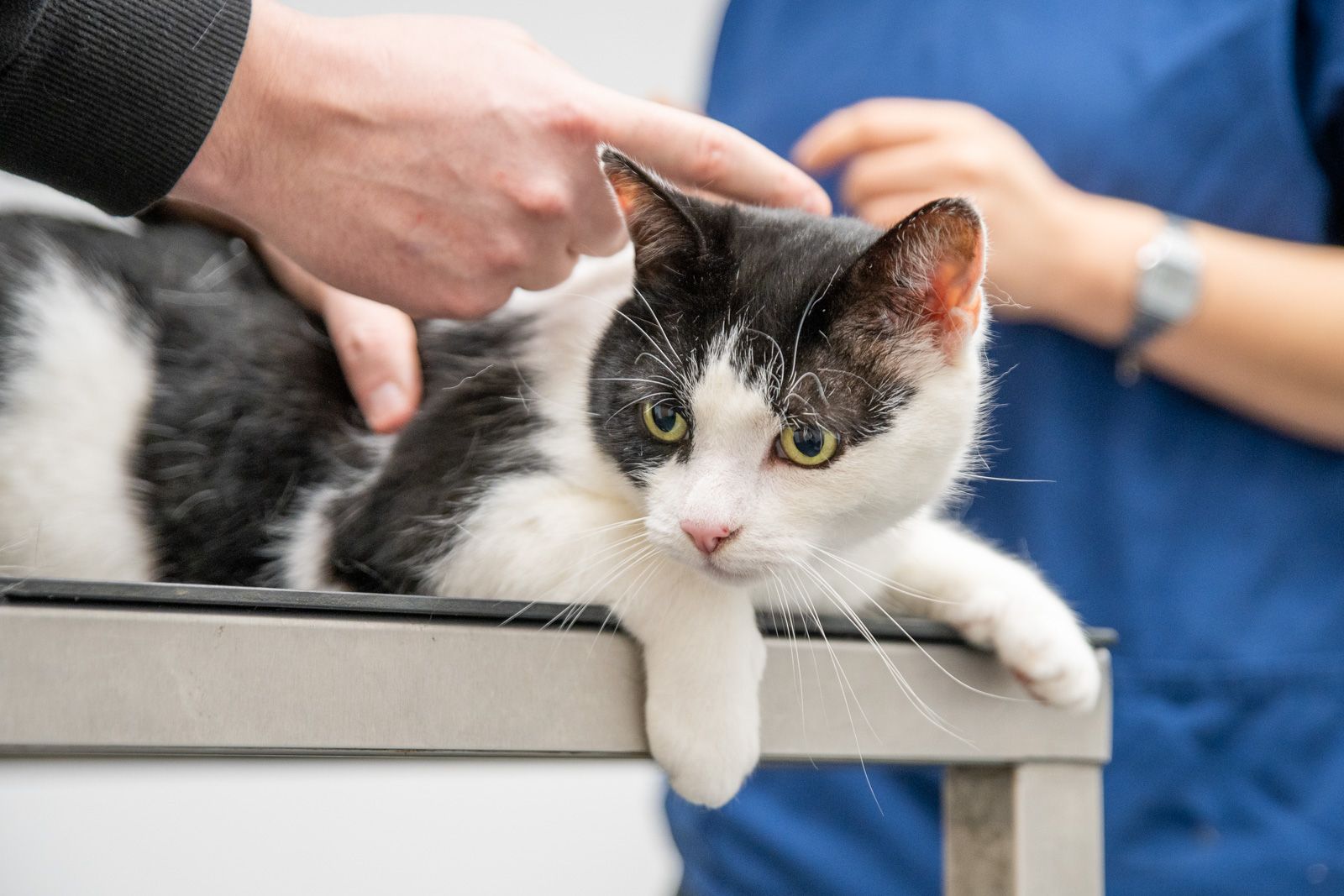 Cat Clinic patient