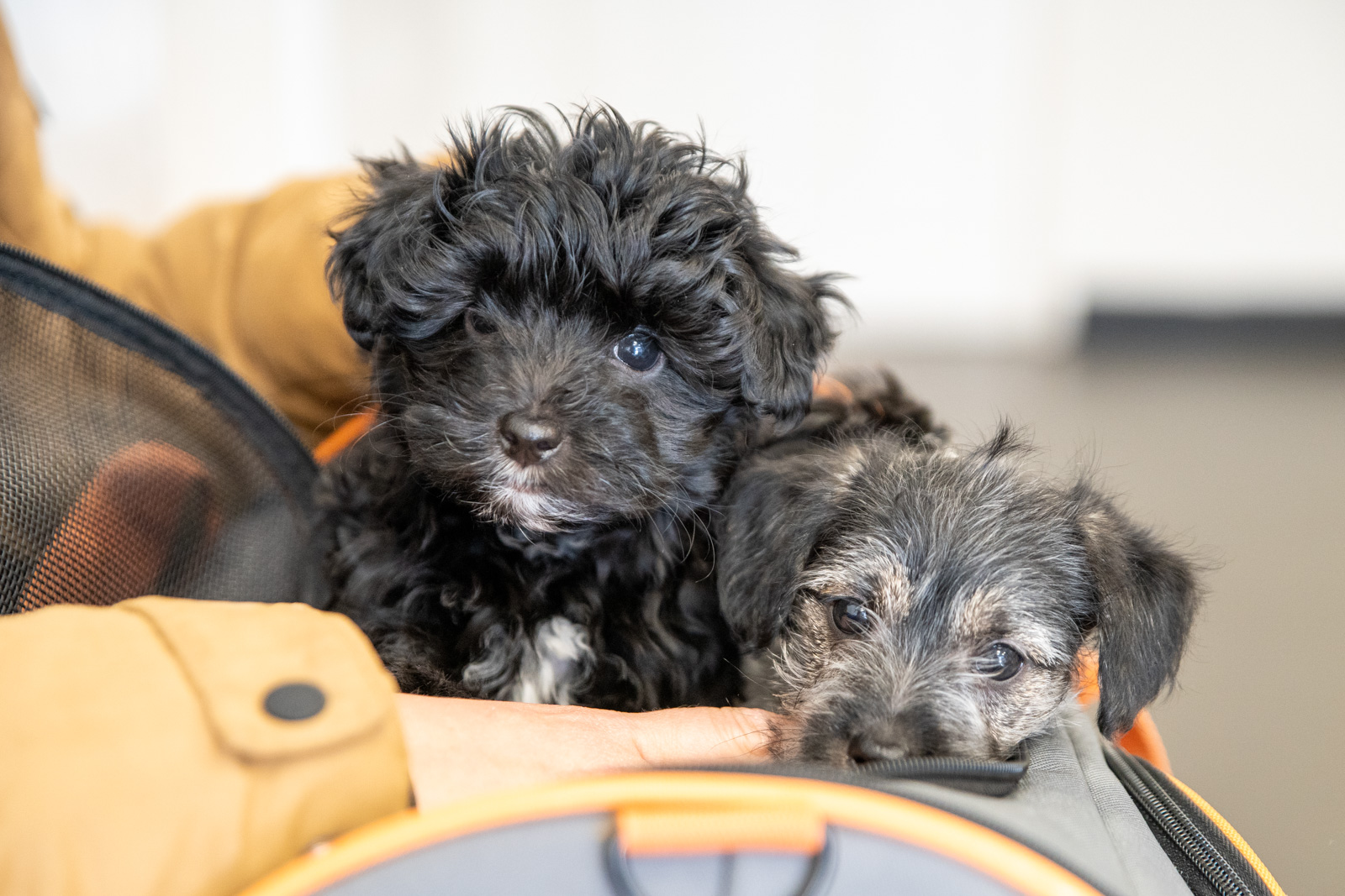 Westway - Howdon (Web) 015 Puppies